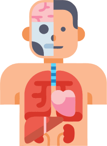 Anatomie 5a